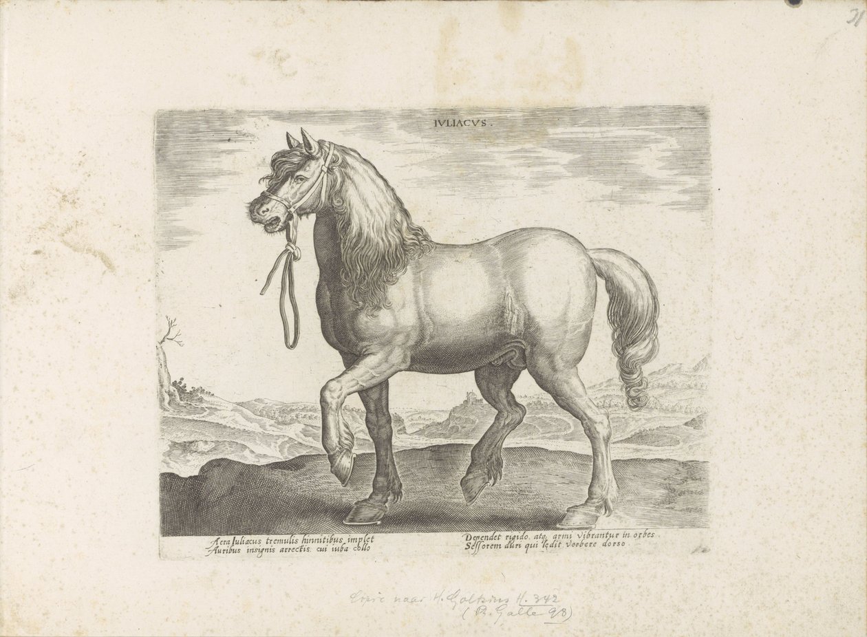 Paard uit Gulik (Juliacus) ジュリア (オブジェクトのタイトル) Paardenrassen uit de Koninklijke Stalen van Don Juan van Oostenrijk (シリーズ タイトル) あらゆる種類の貴族が乗っている馬: 馬の行動によって区別される世界のさまざまな地域から選ばれた (...) (一連の 作： 匿名