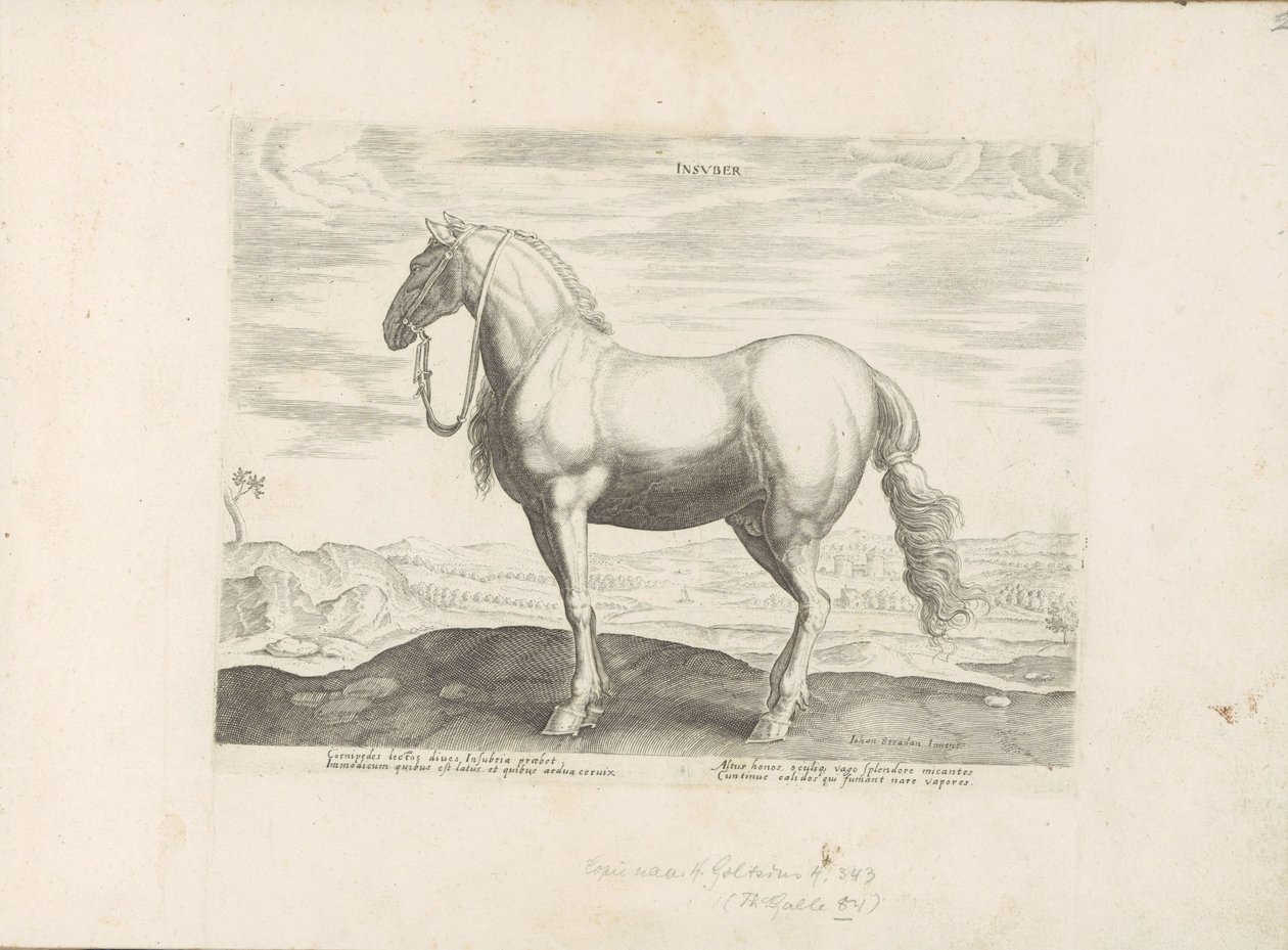 Paard uit Noord-Italië Insuber (オブジェクトのタイトル) Paardenrassen uit de Koninklijke Stalen van Don Juan van Oostenrijk (シリーズ タイトル) ありとあらゆる貴族が乗った馬 世界各地で際立った馬のふるまいが選ばれる (…) (連載タイトル o 作： 匿名