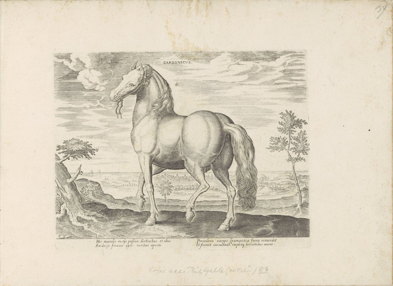 サルデーニャ出身のパールド Sardonicus (オブジェクトのタイトル) Paardenrassen uit de Koninklijke Stalen van Don Juan van Oostenrijk (シリーズ タイトル) ありとあらゆる貴族が乗った馬 世界各地の選りすぐりの馬のふるまい（…）（連載タイトル 作： 匿名