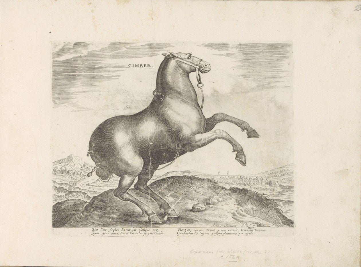 Paard uit Scythia シンバー (オブジェクトのタイトル) Paardenrassen uit de Koninklijke Stalen van Don Juan van Oostenrijk (シリーズ タイトル) ありとあらゆる貴族が乗った馬 世界各地で際立った馬の行動が選ばれました (...) (objeのシリーズタイトル 作： 匿名