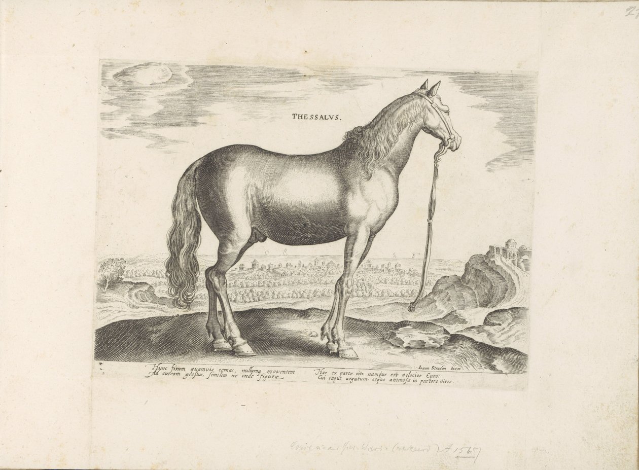 Paard uit Thessalië テッサリア (オブジェクトのタイトル) Paardenrassen uit de Koninklijke Stalen van Don Juan van Oostenrijk (シリーズ タイトル) ありとあらゆる貴族が乗った馬 世界各地の選りすぐりの馬のふるまい（…）（連載タイトル 作： 匿名
