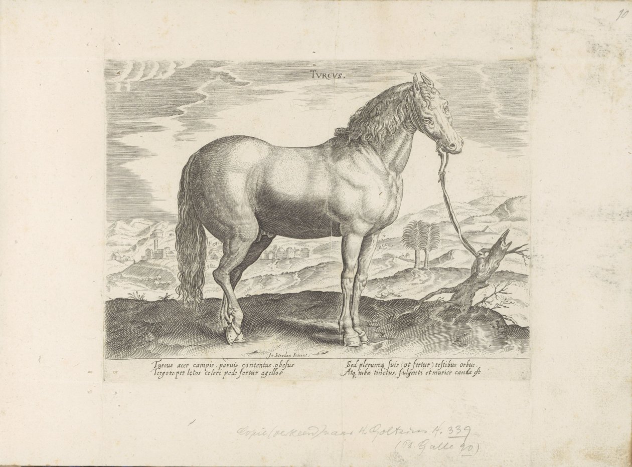 Paard uit Turkije トルコ語 (オブジェクトのタイトル) Paardenrassen uit de Koninklijke Stalen van Don Juan van Oostenrijk (シリーズ タイトル) ありとあらゆる貴族が乗った馬 世界各地で際立った馬の行動が選ばれました (...) (objeのシリーズタイトル 作： 匿名