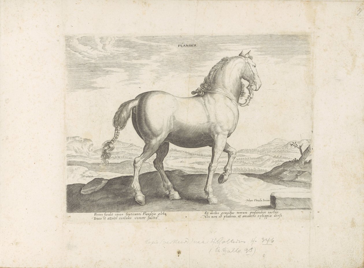 Paard uit Vlaanderen フランダース (オブジェクトのタイトル) Paardenrassen uit de Koninklijke Stalen van Don Juan van Oostenrijk (シリーズ タイトル) ありとあらゆる貴族が乗った馬 世界各地の選りすぐりの馬のふるまい（…）（連載タイトル 作： 匿名