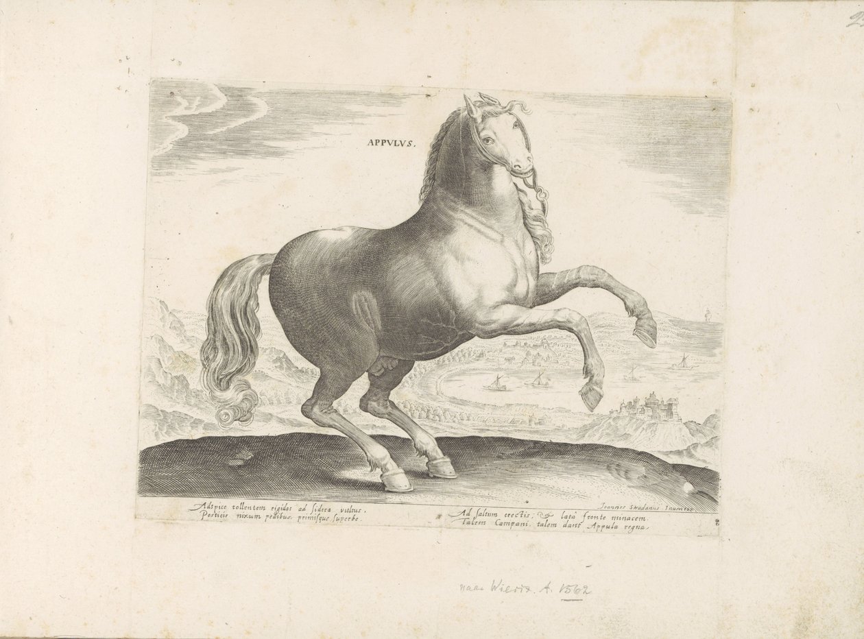Paard uit Zuid-Italië Appulus (オブジェクトのタイトル) Paardenrassen uit de Koninklijke Stalen van Don Juan van Oostenrijk (シリーズ タイトル) ありとあらゆる貴族が乗った馬 世界各地の選りすぐりの馬のふるまい（…）（連載タイトル 作： 匿名