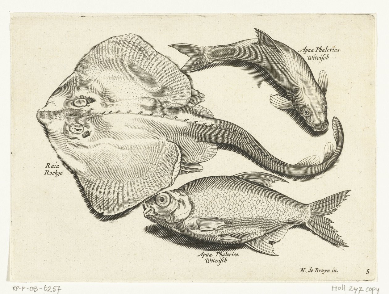 エイ、鯛、白身魚 Libelivs varia Genera piscium complectens (シリーズタイトル) 淡水魚・海魚・カエル・甲殻類・海の生き物（連載タイトル） 作： 匿名