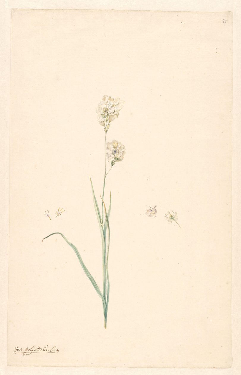 雌しべと花の詳細を持つ Ixia polystachya の枝 作： 匿名