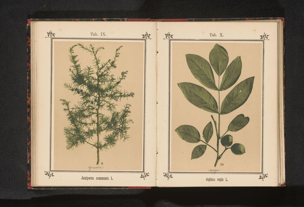 ジュニパーの枝 Juniperus communis L. (オブジェクトのタイトル) 作： 匿名