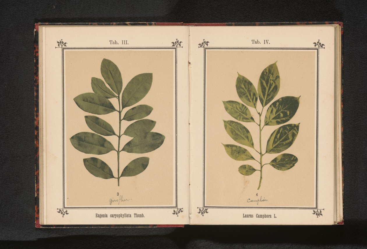 クスノキの枝 Laurus Camphora L. (オブジェクトのタイトル) 作： 匿名