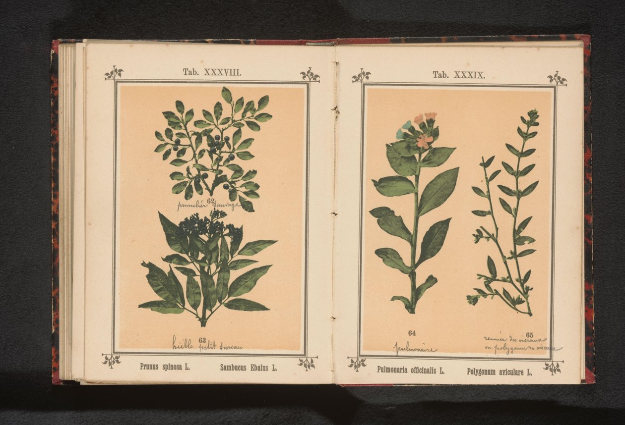 ブラックソーンとエルダーベリーの枝 Prunus spinosa L. Sumbucus Ebulus L. (オブジェクトのタイトル) 作： 匿名