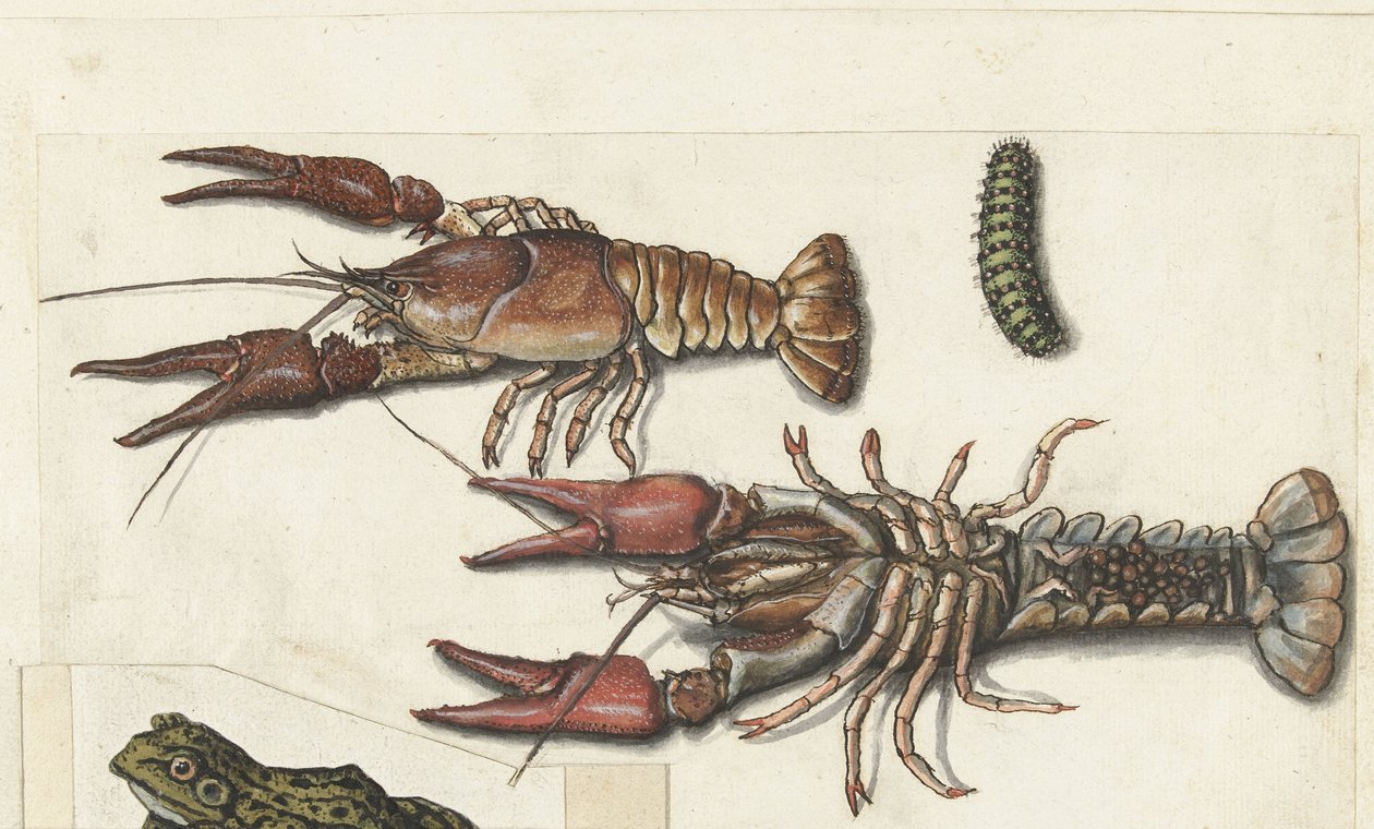 2 つの手長海老と毛虫 Cangrejos (オブジェクトのタイトル) ロンバードアルバム（シリーズタイトル） 作： 匿名