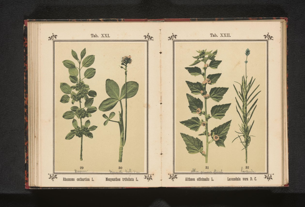 ウェッジドアーンとウォータードライの葉 Rhamnus cathartica L. Menyanthes trifoliata L. (オブジェクトのタイトル) 作： 匿名