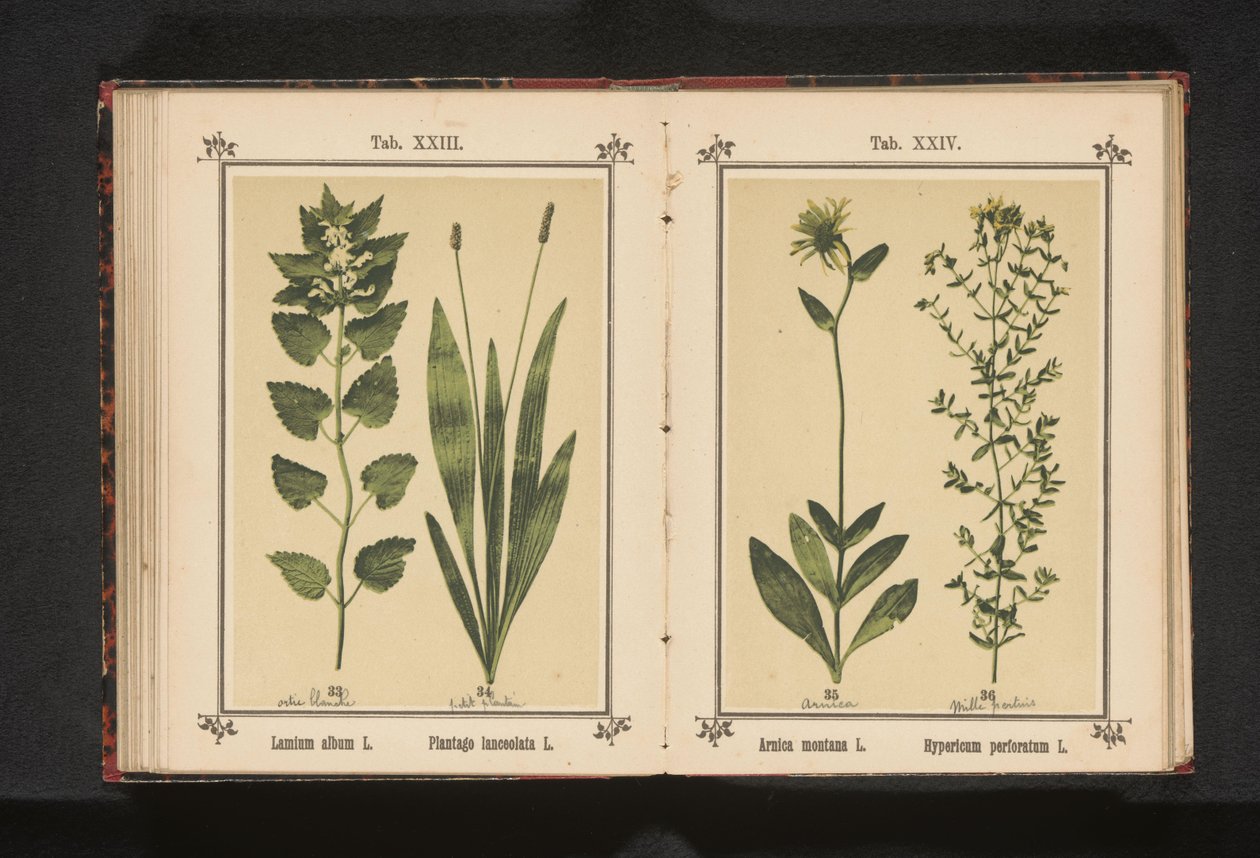 白いオドリコソウと狭いオオバコ オオムギのアルバム L. Plantago lanceolata L. (オブジェクトのタイトル) 作： 匿名
