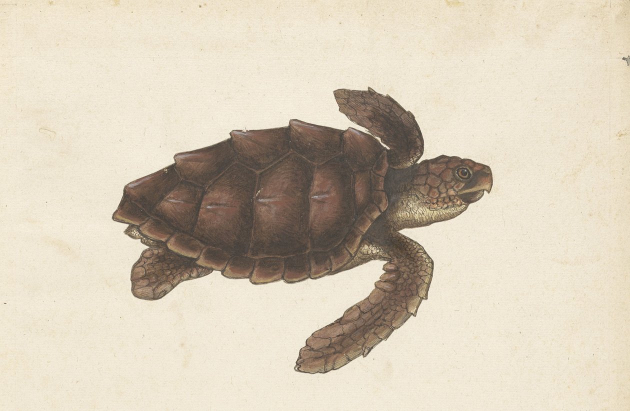 Zeeschildpad Tortugas - Eretmochelys imbricata / Hawksbill Turtle / karetschildpad (オブジェクトのタイトル) ロンバードアルバム（シリーズタイトル） 作： 匿名