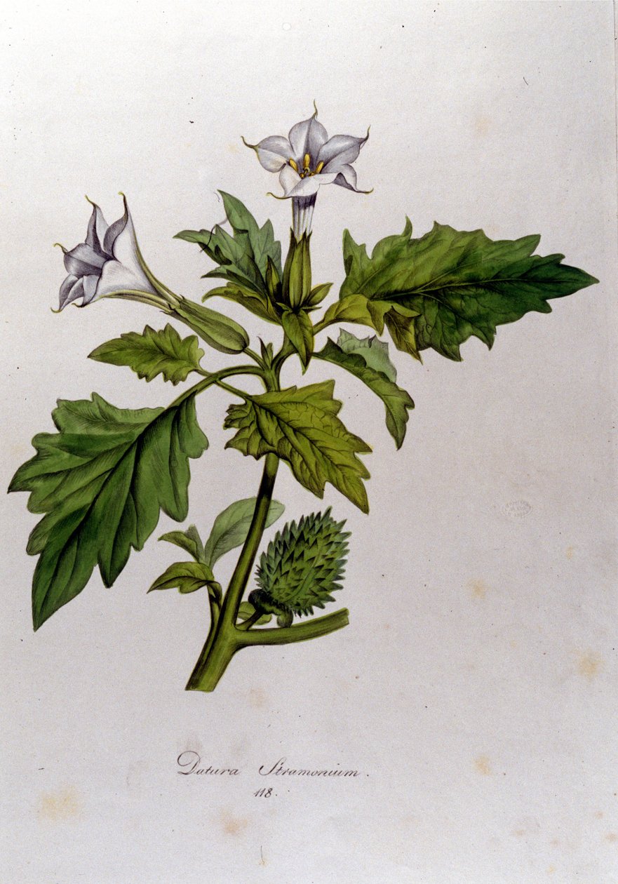 ボタニカルボード。Datura Stramonium (Datura stramoine or stramoine officinale).ドイツの博物学者Franz von Paula Schrank (1747-1835)の "Flora Monacensis "に掲載されている版画で、1816年にモナコで撮影されたものです。 作： 匿名匿名