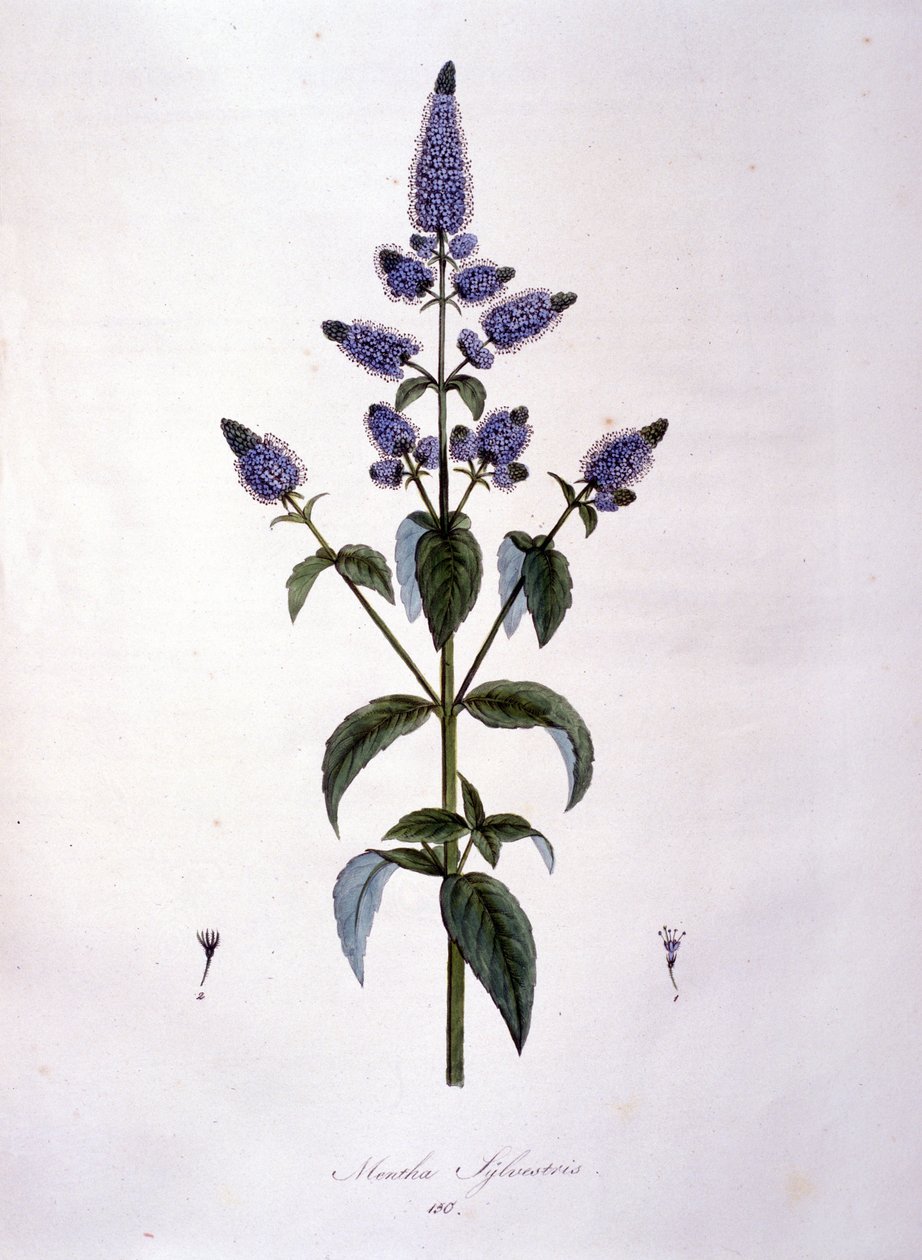 植物板：ワイルドミント（mentha sylvestris）。19世紀のエングレービング。 作： 匿名匿名