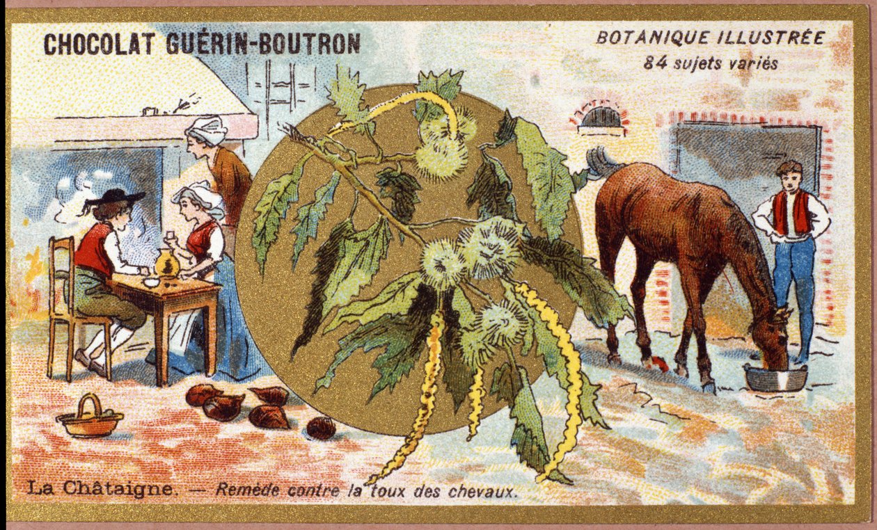 La Chestaigne: remedy the cough of horses（馬の咳を治す）。エングレーヴィング（クロモ）。ゲラン・ブトロン社製チョコレートの広告用クロモリ版、19世紀後半。Illustree ボタニカルシリーズ。 作： 匿名匿名