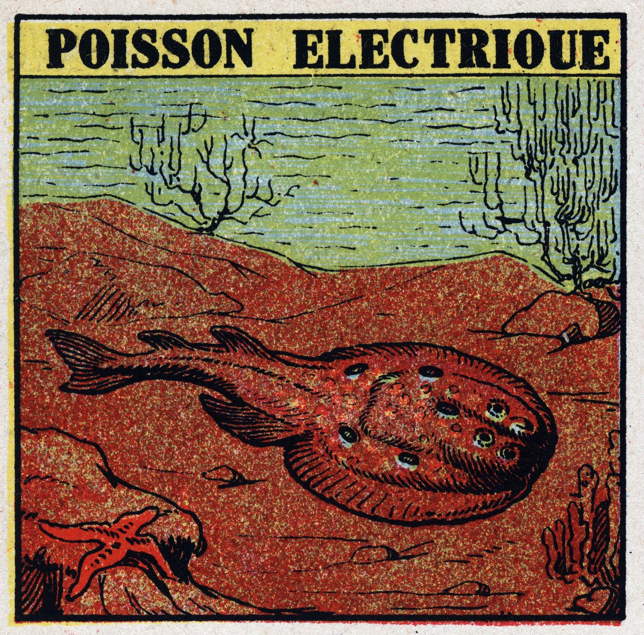 エレキテルの生理的効果：電気魚。1925年の匿名のイラスト。個人蔵。 作： 匿名匿名
