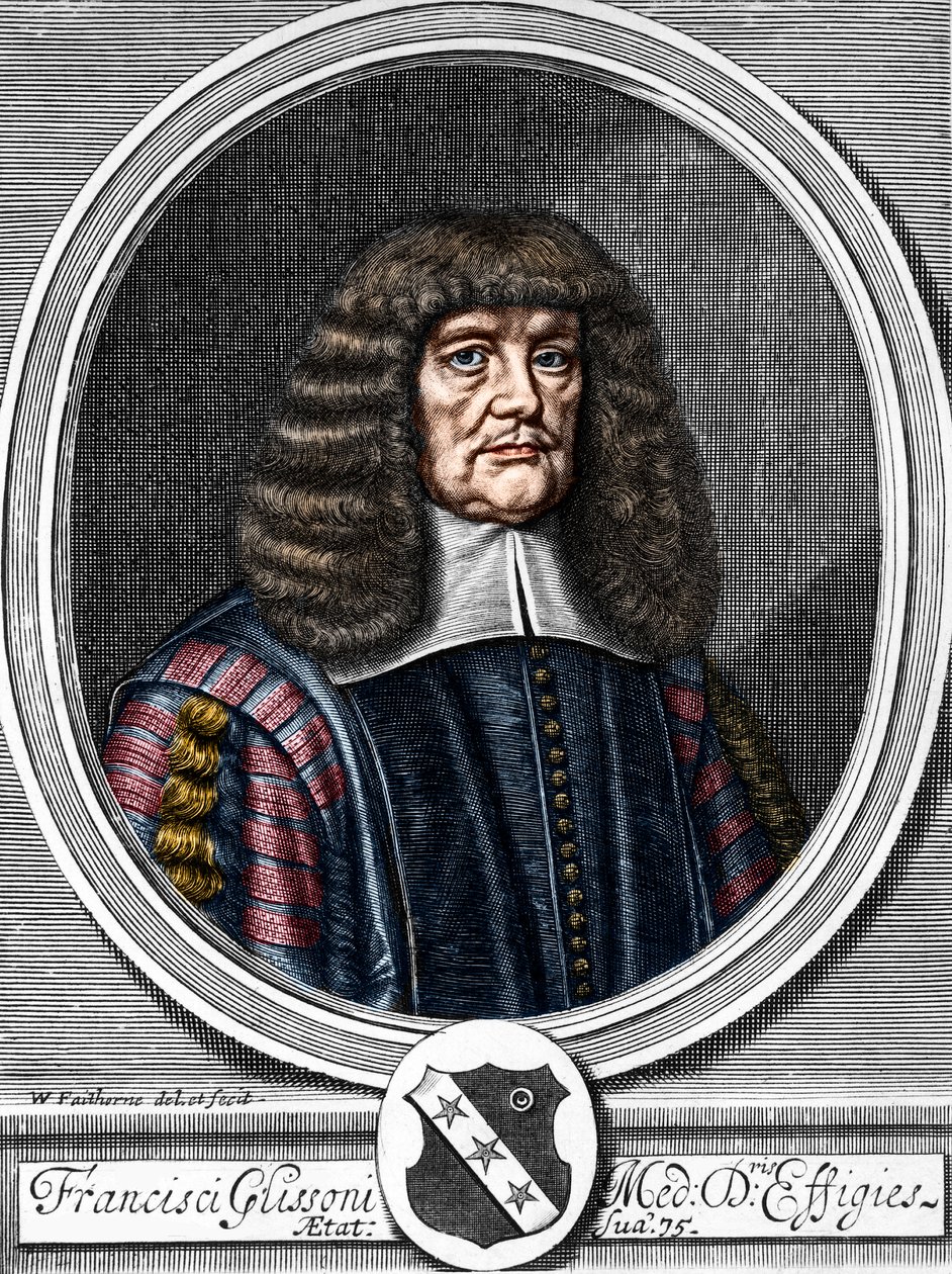 フランシス・グリッソン（1599-1677）の肖像 イギリスの医師、解剖学者 作： 匿名匿名