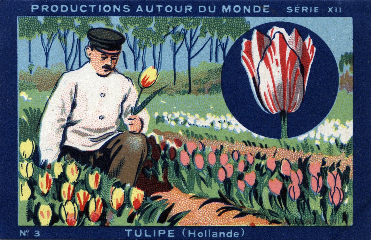 世界の作品：オランダのチューリップ。"Joseph-Milliat Album "の1933年のクロモリトグラフ 作： 匿名匿名