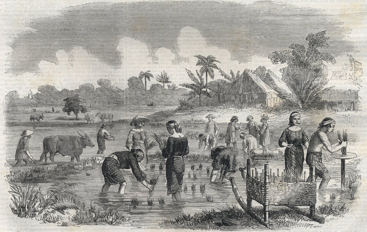 1864年、フィリピンのマニラ（マニラ）での稲作風景。(マニラでの田植え) 無名の彫刻。個人蔵。 作： 匿名匿名