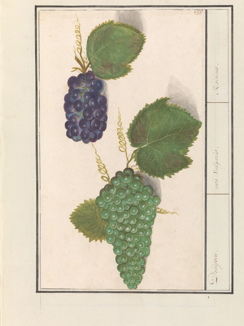 ドルイフ (Vitis vinifera) ドルイベン。 /ウバ尋常性。 / レーズン (オブジェクトのタイトル) 作： AnselmusBoëtiusdeBoodt