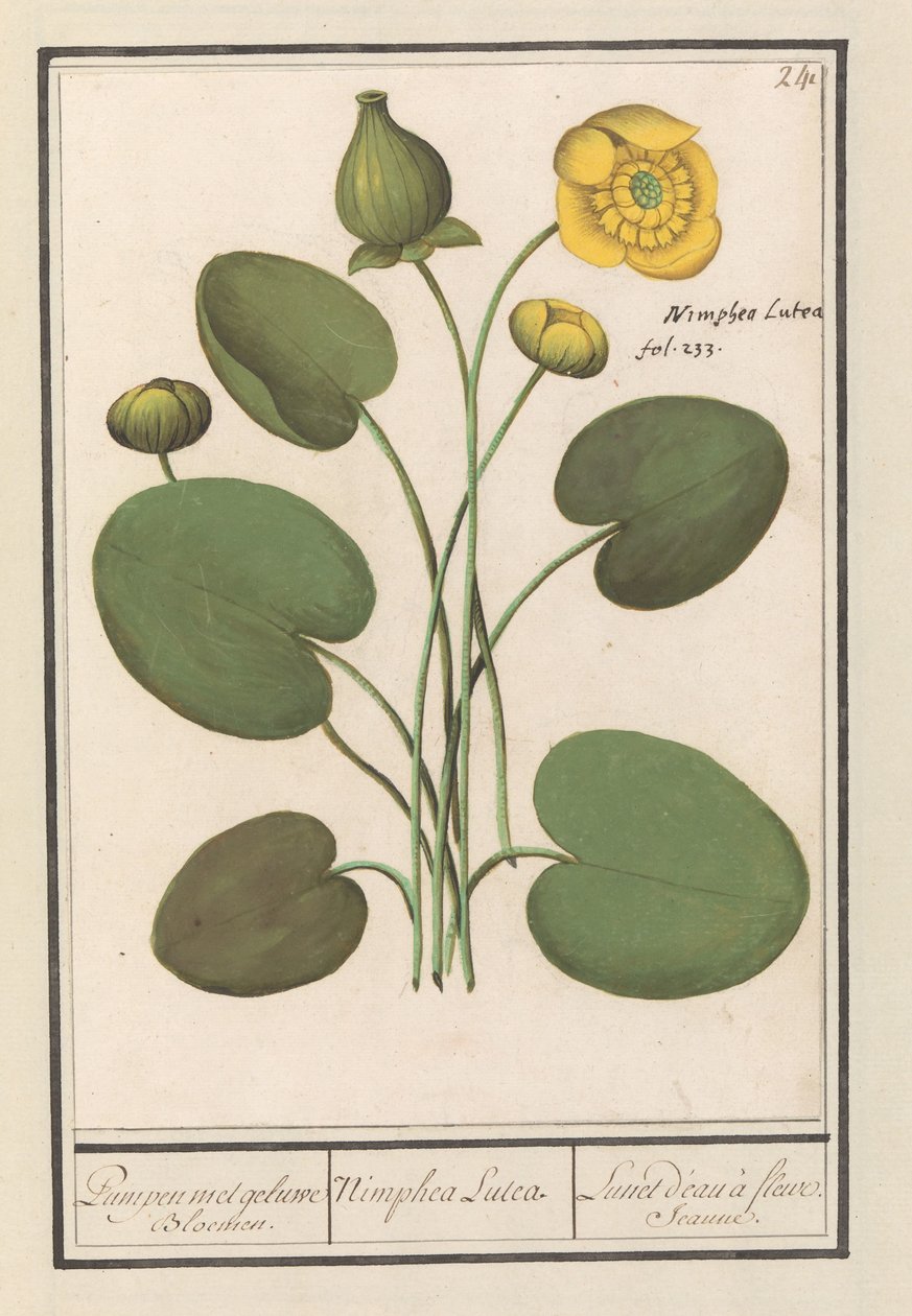 黄色の塊（Nuphar lutea） 黄色い花をつけたパンペン。 /ニンフェア・ルテア。 / Lunet d