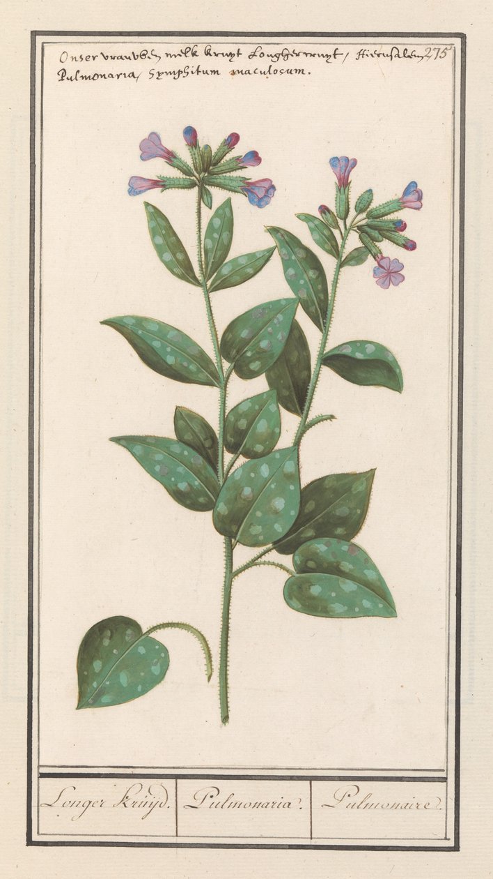 斑点のある肺麦汁 (Pulmonaria officinalis) より長いハーブ。 / 肺炎。 /肺。 (アイテムのタイトル) 作： AnselmusBoëtiusdeBoodt