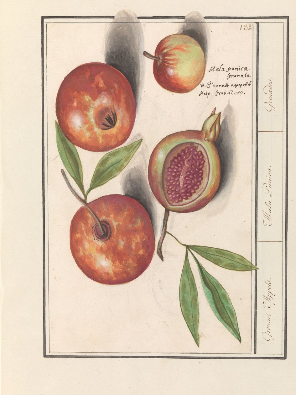 ザクロ（Punica granatum） グルニエりんご。 / マラ・プニカ。 /手榴弾。 (アイテムのタイトル) 作： AnselmusBoëtiusdeBoodt