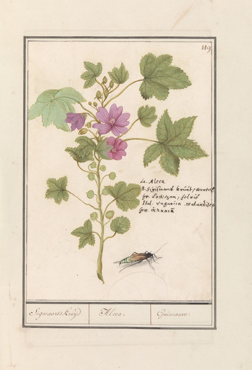 大きなアオイ科の植物 (マルバ シルベストリス) シグマールの薬草・アルセア。 /ギモーヴル。 (アイテムのタイトル) 作： AnselmusBoëtiusdeBoodt