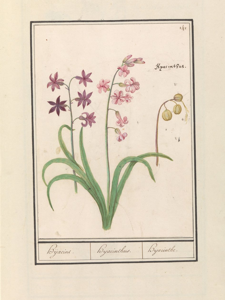 ヒヤシンス (Hyacinthus orientalis) ヒジャシン / ヒヤシンス / ヒヤシンス (オブジェクトのタイトル) 作： AnselmusBoëtiusdeBoodt