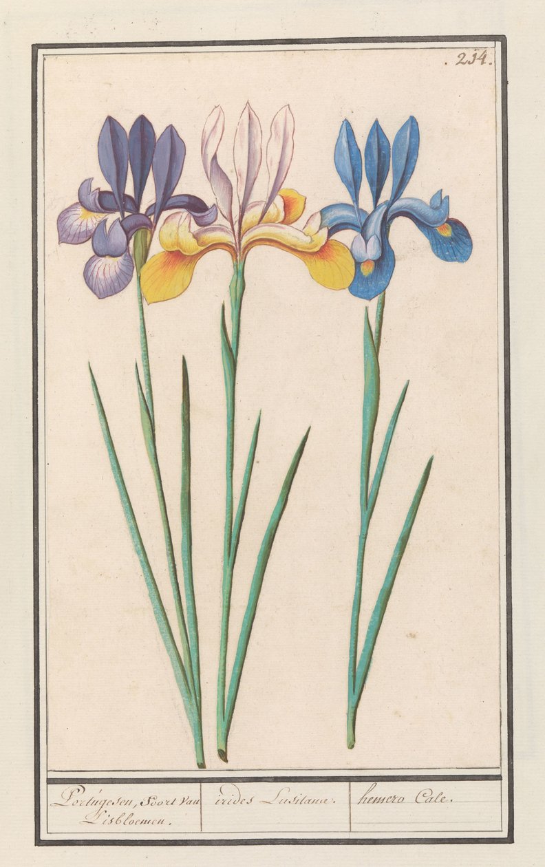 アイリス (Iris siberica) van Lisbloemenのようなポルトガル語。 / アイリス ルシタナエ。 /ヘメロケイル。 (オブジェクトのタイトル) 作： AnselmusBoëtiusdeBoodt