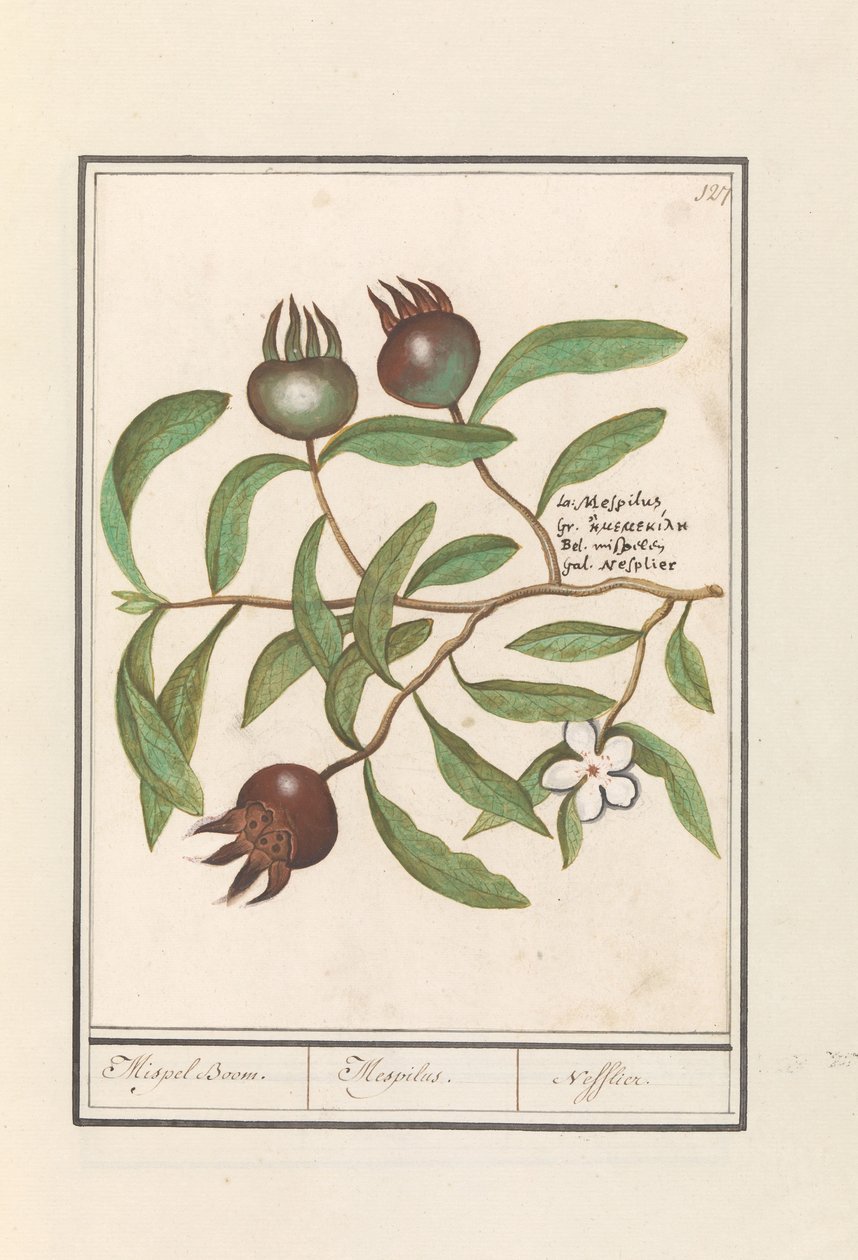 メドラー (Mespilus germanica) メドラーの木。 /メスピロス。 / Nefflier (オブジェクトのタイトル) 作： AnselmusBoëtiusdeBoodt