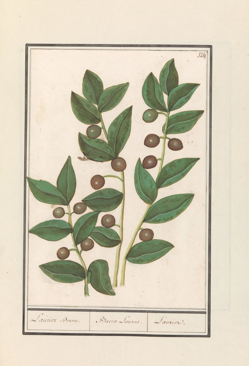 オリーブ（Olea europaea） 月桂樹。 /バッカ・ローラス。 /月桂樹（オブジェクトのタイトル） 作： AnselmusBoëtiusdeBoodt