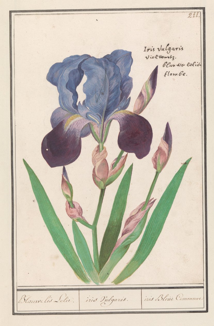 紫色のアイリス (Iris germanica) ブルーアイリスリリー. /虹彩尋常性。 /アイリスブルーコミューン（オブジェクトのタイトル） 作： AnselmusBoëtiusdeBoodt
