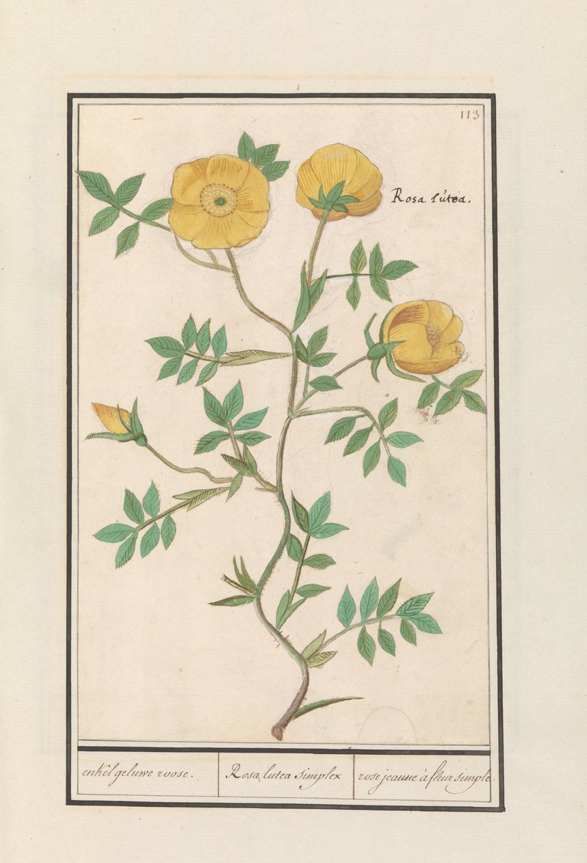 バラ（ローザ） いくつかの黄色いバラ。 / Rosa lutea simplex / rose jaune à fleur simple (オブジェクトのタイトル) 作： AnselmusBoëtiusdeBoodt
