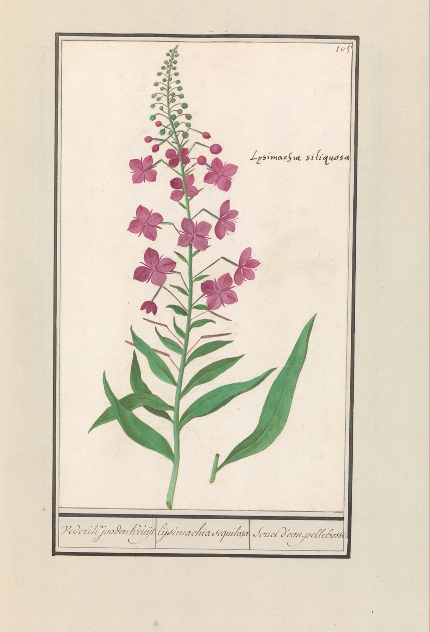 Fireweed (Chamerion angustifolium) ウェデリック・ユダヤ人クライト. / lysimachia sequilosa / Souci d