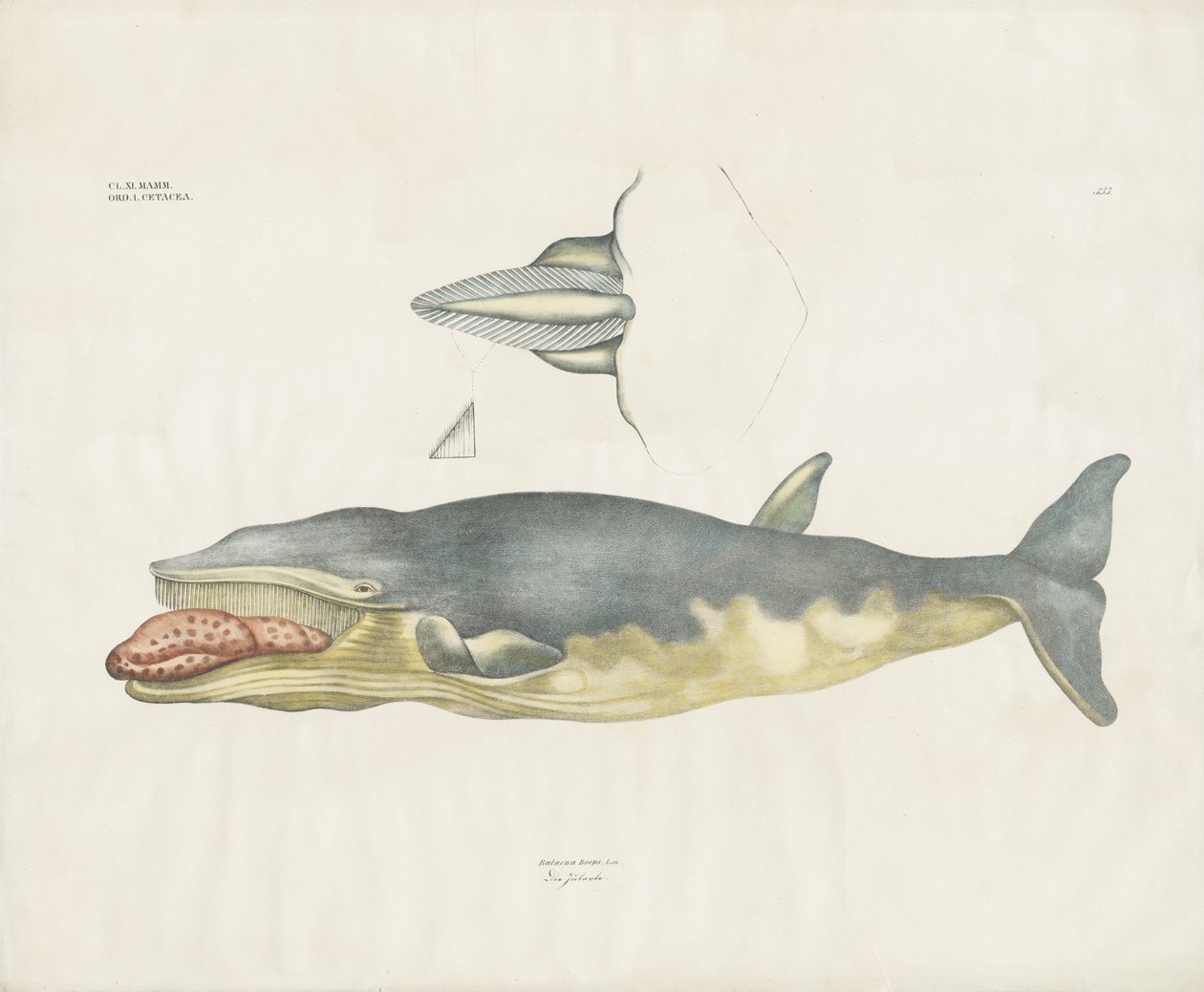 グリーンランドセミクジラと解剖学的詳細（手彩色リトグラフ） 作： 