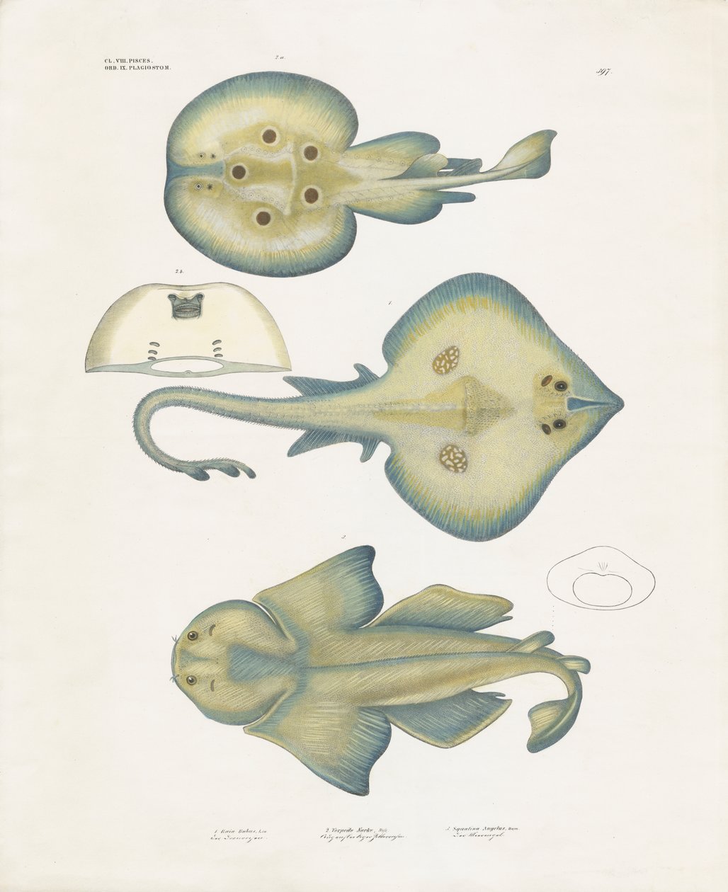 カジ目レイ科の魚たち（手彩色石版画） 作： 