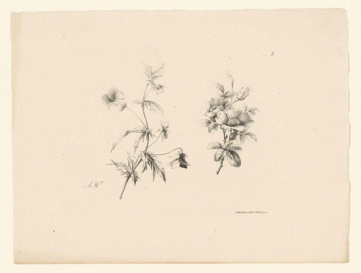 2 つの花 花と果実（連載タイトル） 作： アントン・ワイス