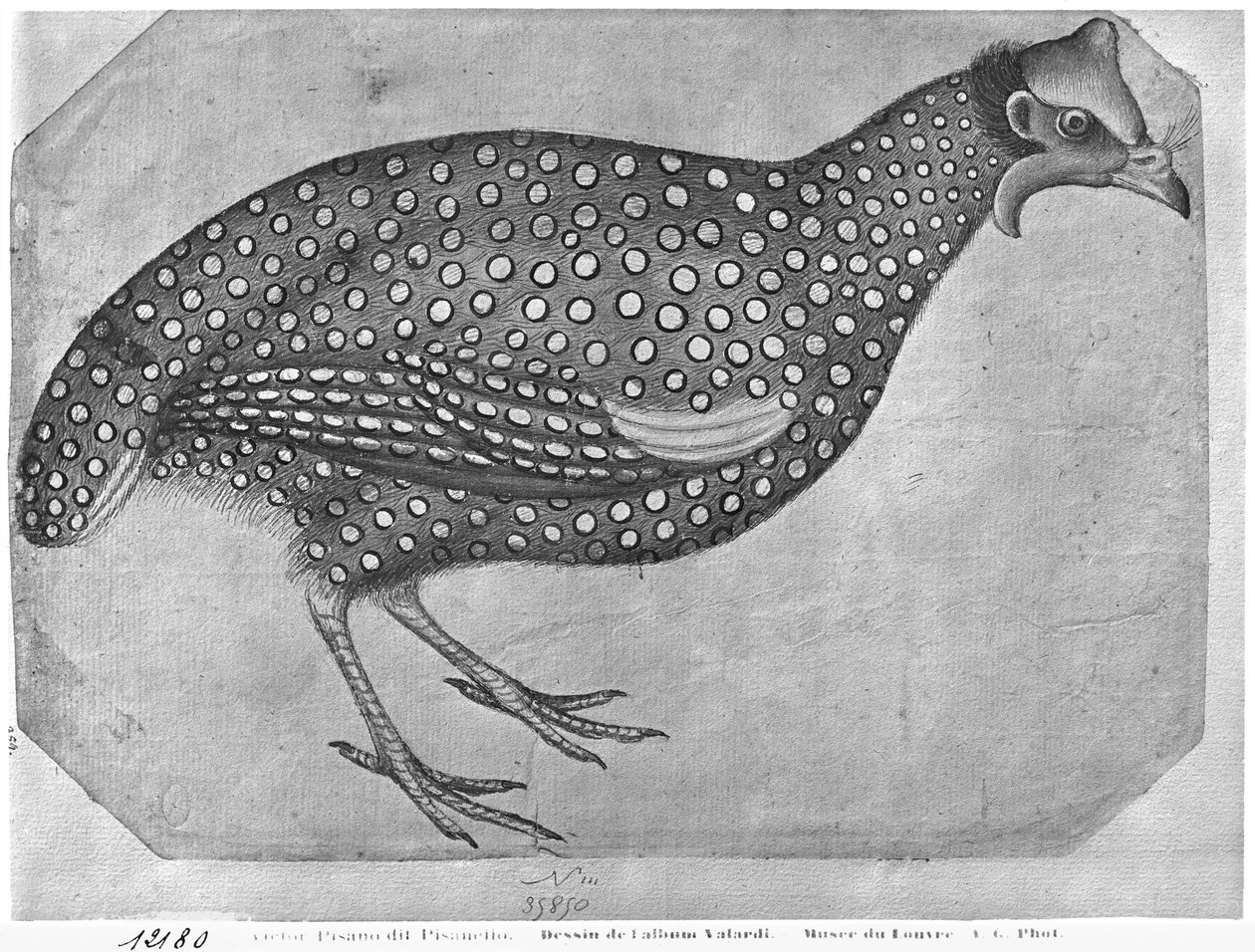 Vallardiアルバムのホロホロ鳥（ペンとインク、紙のトイレ） 作： アントニオ・ピサネッロ