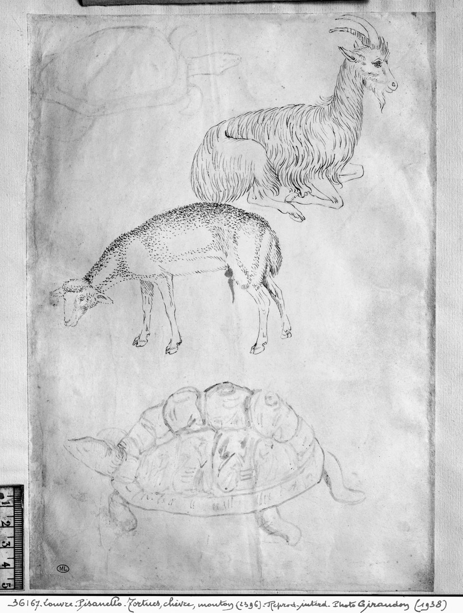 バジャルディアルバムの2匹のカメ、山羊と羊 作： アントニオ・ピサネッロ