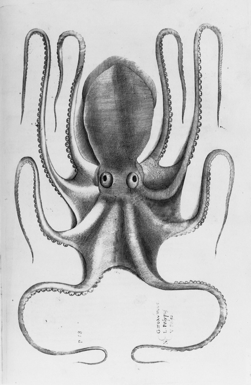 Ippolito Saluianiによる「水族館の動物の歴史、最初の本」のイラスト、1554年 作： アントニオ・ラフレリ