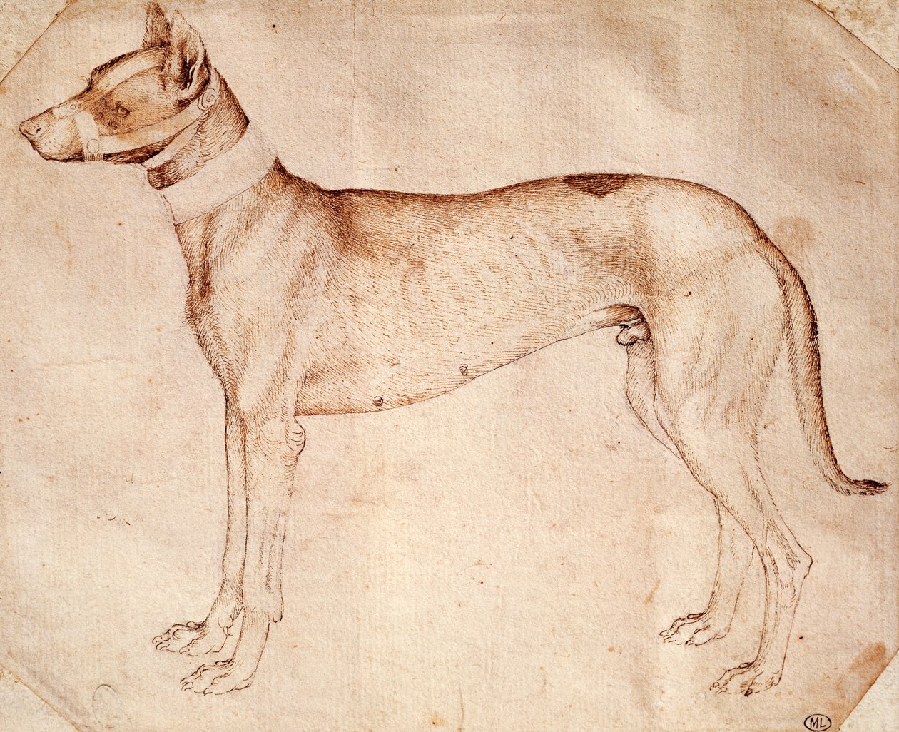 アントニオ・ピサーノ（ピサネロ）による狩猟犬の習作（1395年以前～1455年頃）、ペンと茶色のインクで描かれています。 作： アントニオ・ピサネッロ