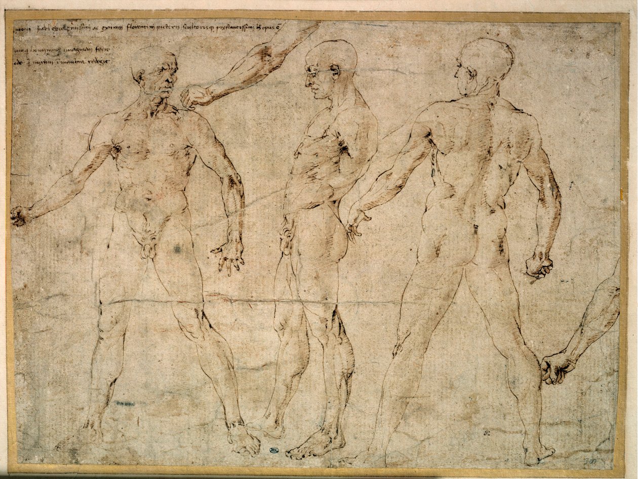 三人の裸の男。アントニオ・ポライオーロ（ポライオーロ）（1432-1498）のドローイング 作： アントニオ・ポッライオーロ