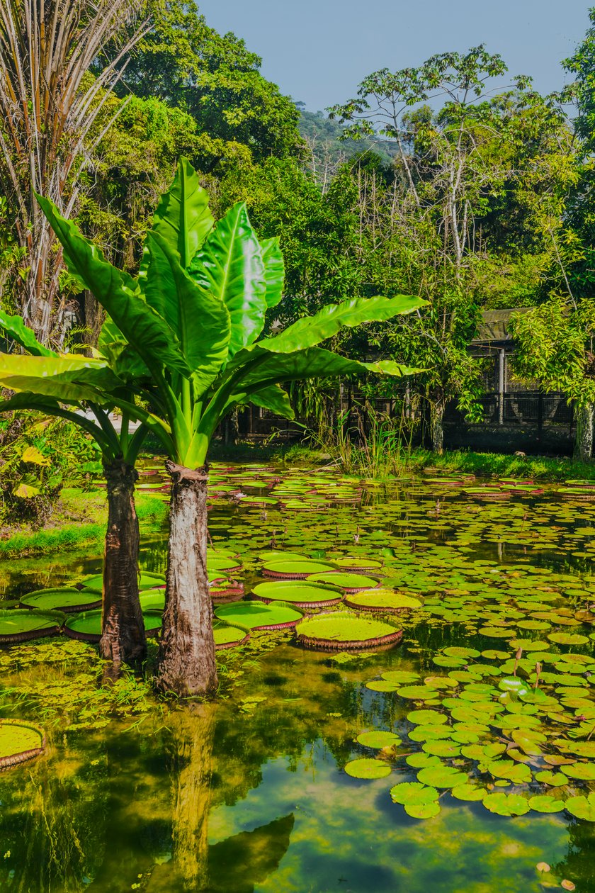 アマゾニコ庭園、2024年（デジタル写真） 作： アントニオ・シューベルト