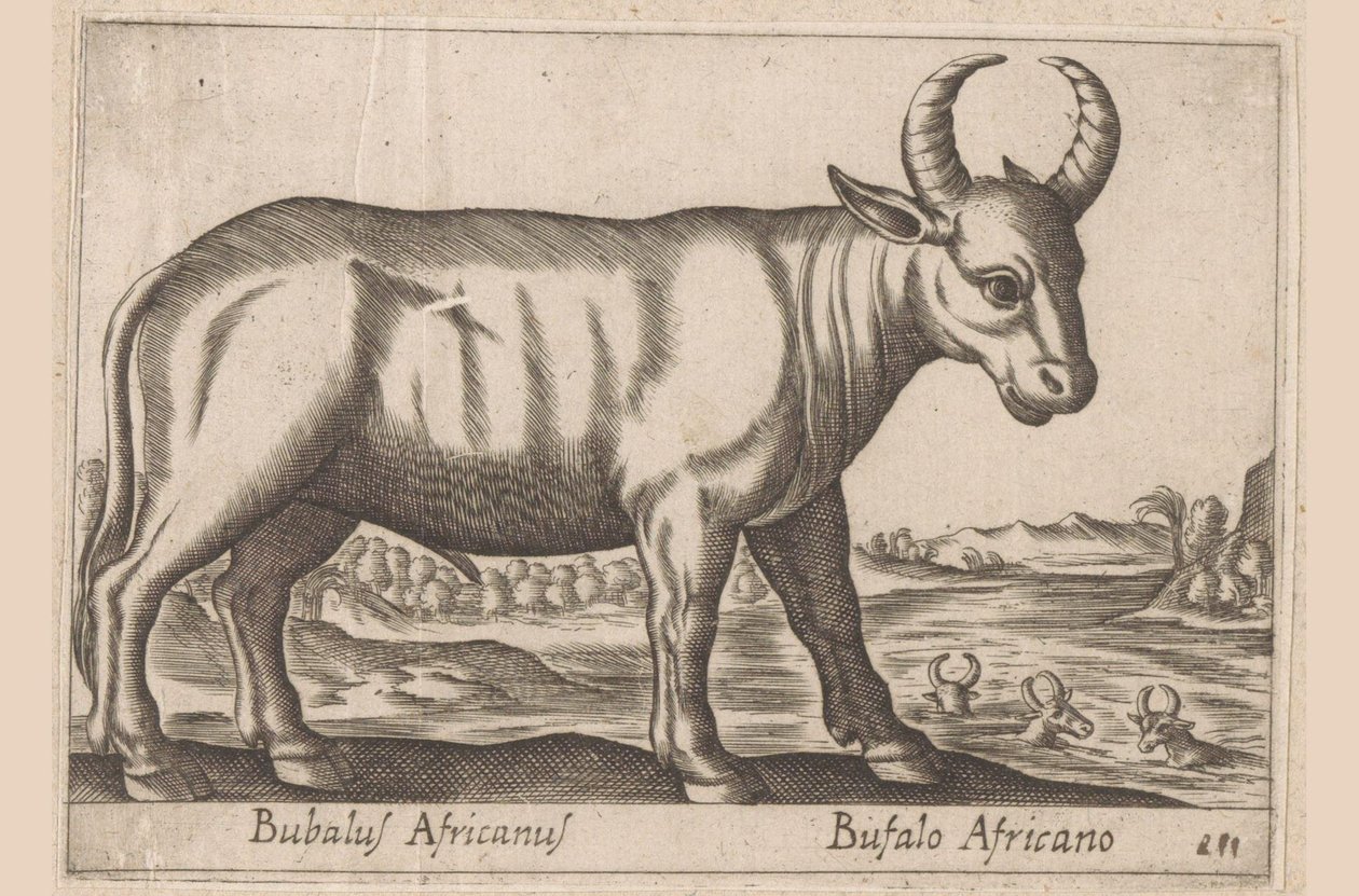 アフリカ水牛 Bubalus Africanus/ Bufalo Africano (オブジェクトのタイトル) 動物と伝説の生き物（シリーズタイトル） Nova raccolta de li animali piu curiosi del mondo (シリーズタイトル) 作： アントニオ・テンペスタ