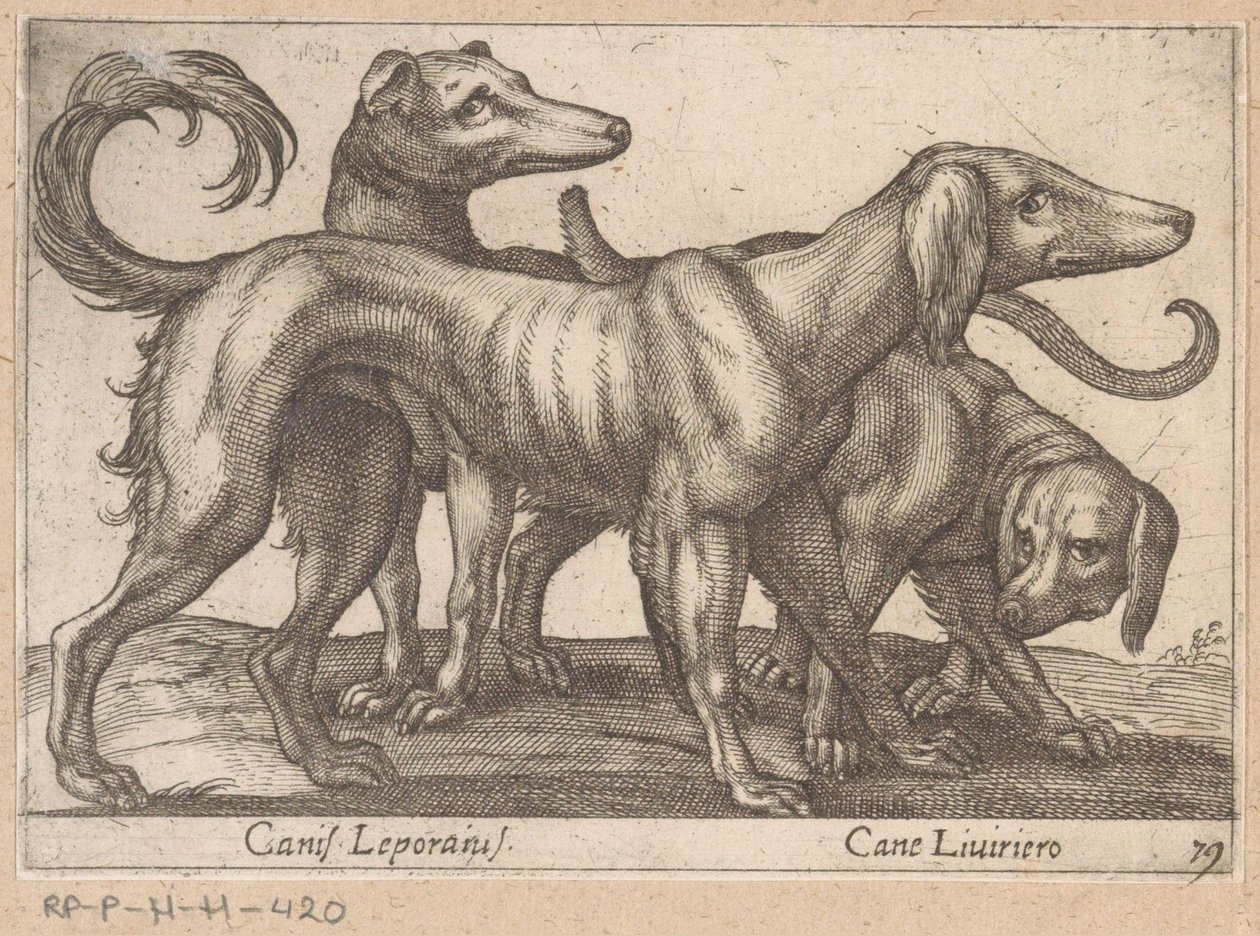 3匹の犬 Canis Leporinus/ Cane Levriero (オブジェクトのタイトル) 動物と伝説の生き物（シリーズタイトル） Nova raccolta de li animali piu curiosi del mondo (シリーズタイトル) 作： アントニオ・テンペスタ