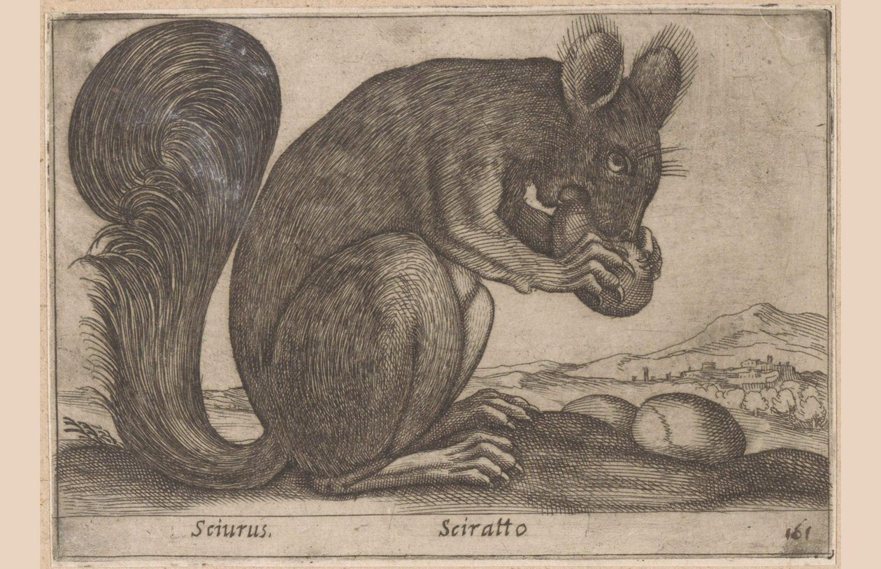 エクホーン Sciurus/ Sciratto (オブジェクトのタイトル) Dieren en fabelwezens (シリーズタイトル) 世界の新しい好奇心小動物 (シリーズ タイトル) 作： アントニオ・テンペスタ