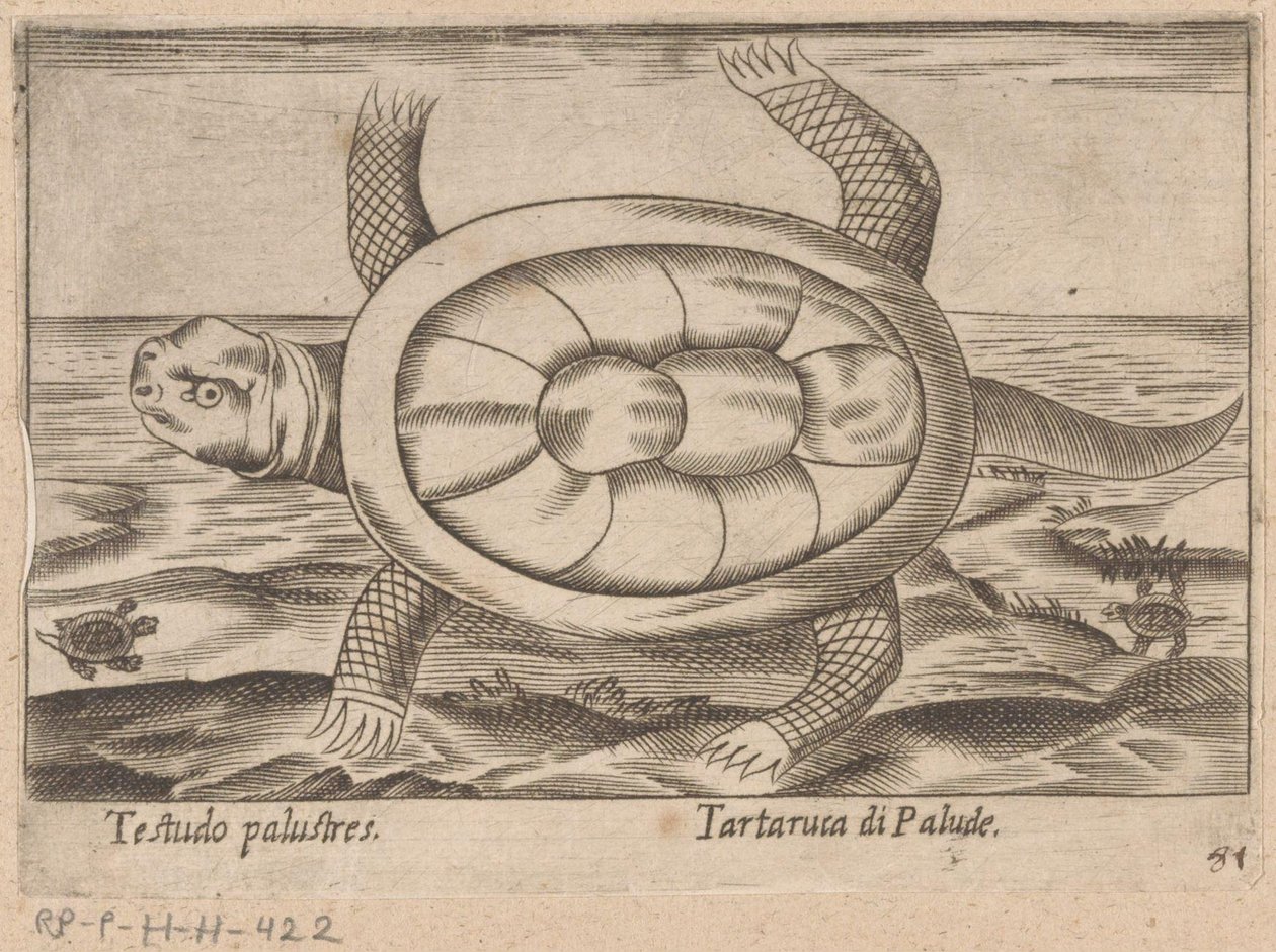 モエラスチャイルドパッド Testudo palustres/ Tartaruca di Palude (オブジェクトのタイトル) Dieren en fablewezens (シリーズのタイトル) Nova raccolta de li animali piu curiosi del mondo (シリーズタイトル) 作： アントニオ・テンペスタ