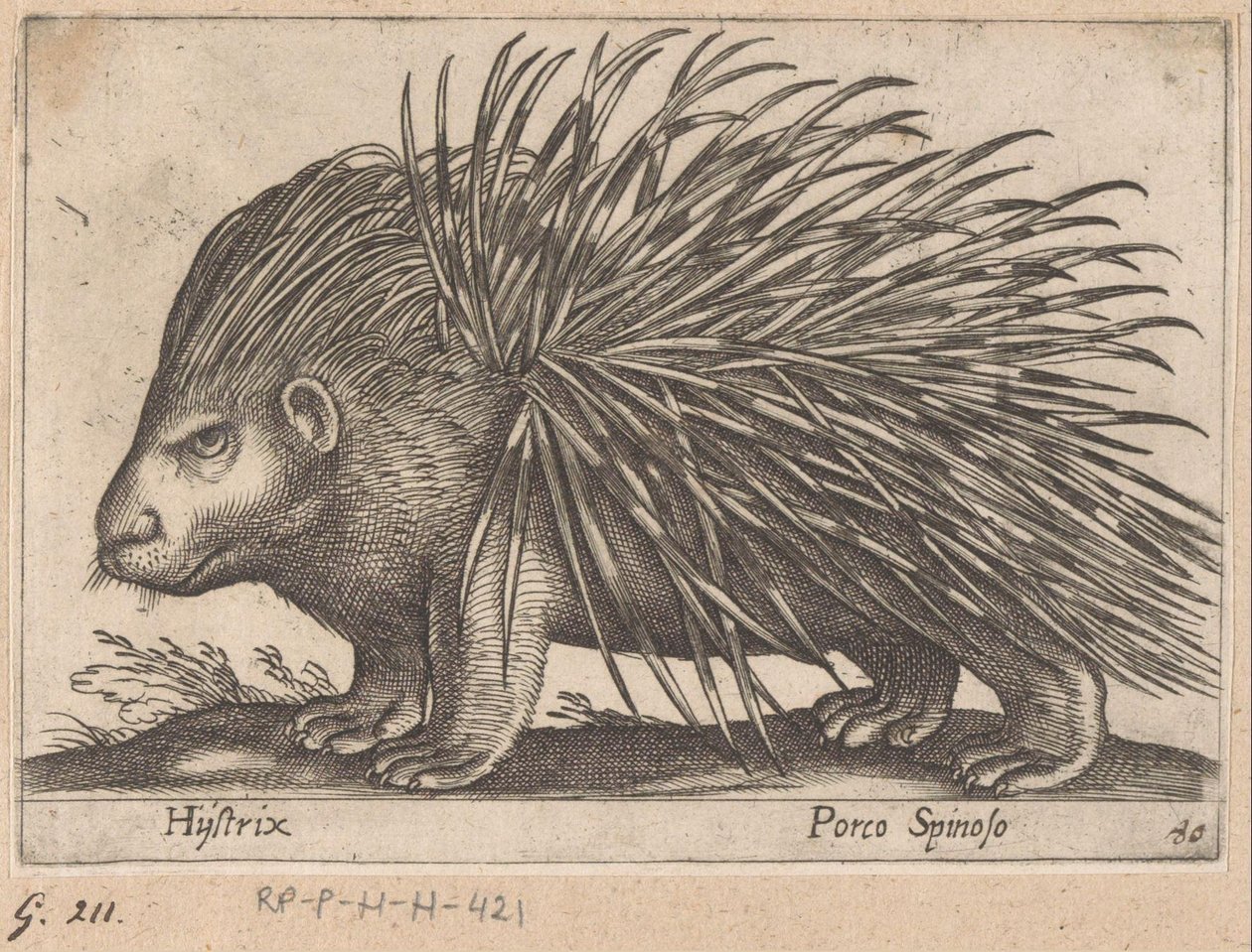 ヤマアラシ Hijstrix/ Porco Spinoso (オブジェクトのタイトル) 動物と伝説の生き物（シリーズタイトル） Nova raccolta de li animali piu curiosi del mondo (シリーズタイトル) 作： アントニオ・テンペスタ